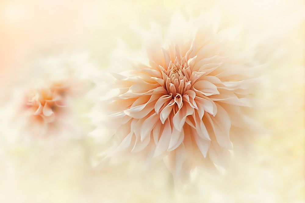 Cafe Au Lait Dahlia art print by Jacky Parker for $57.95 CAD