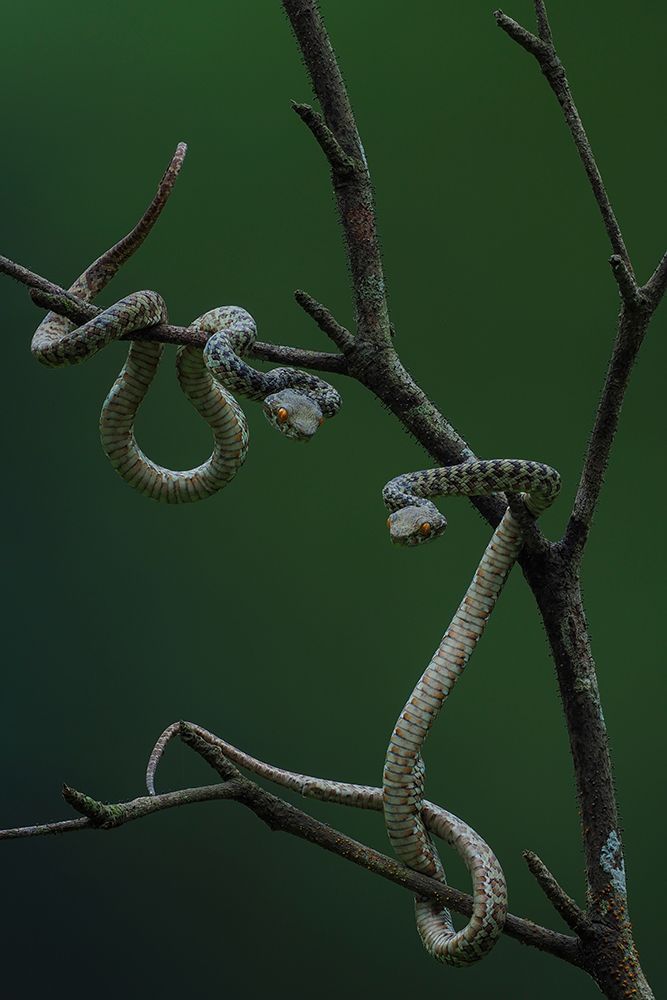 Hon Son Pit Viper art print by Dao Tan Phat for $57.95 CAD