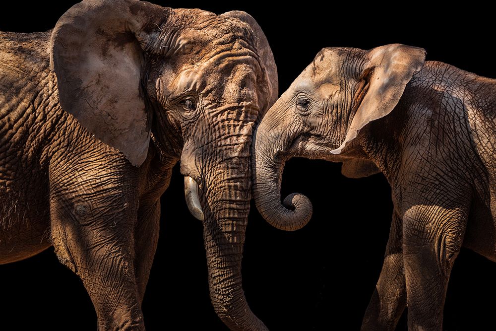 Elephants art print by Vitor Martins for $57.95 CAD