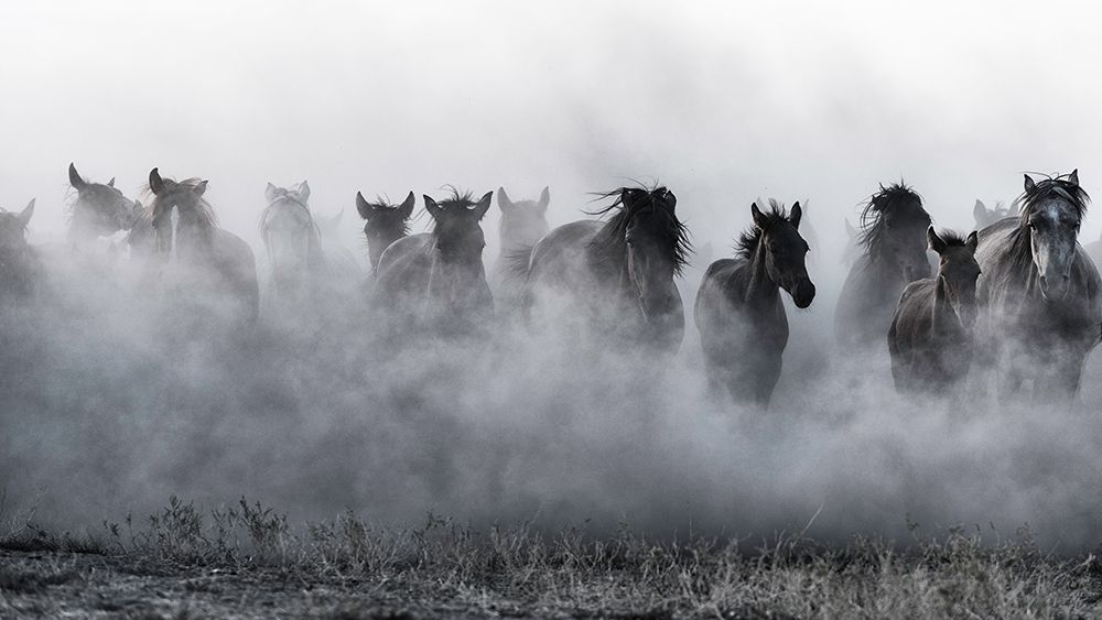 Mustangs art print by Yavuz Pancareken for $57.95 CAD