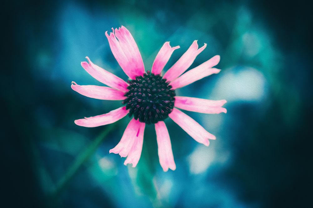 Pinky art print by Ingo Menhard for $57.95 CAD