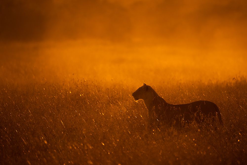 Gold Dust art print by Mohammed Alnaser for $57.95 CAD