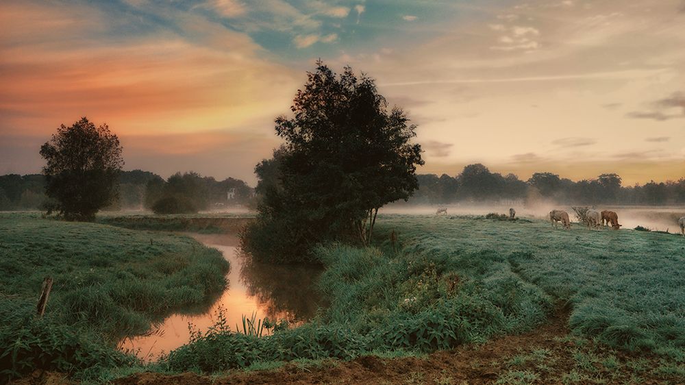 Foggy Dream art print by Saskia Dingemans for $57.95 CAD