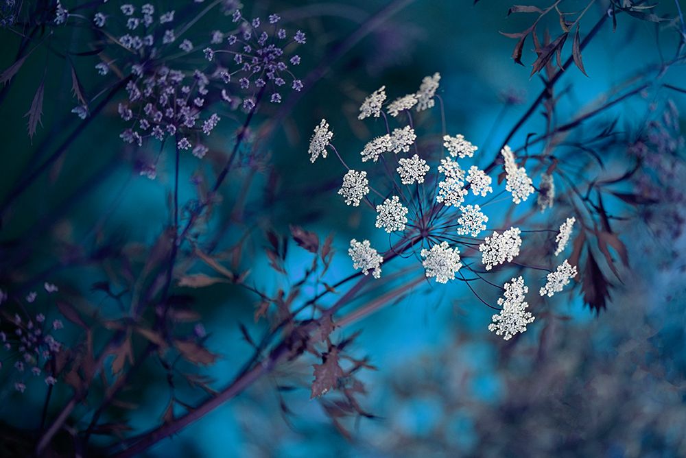 Queen AnneS Lace art print by Jacky Parker for $57.95 CAD