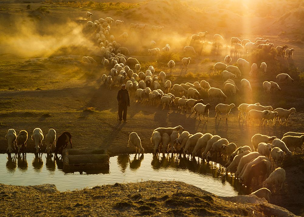 Shepherd art print by Feyzullah Tunc for $57.95 CAD