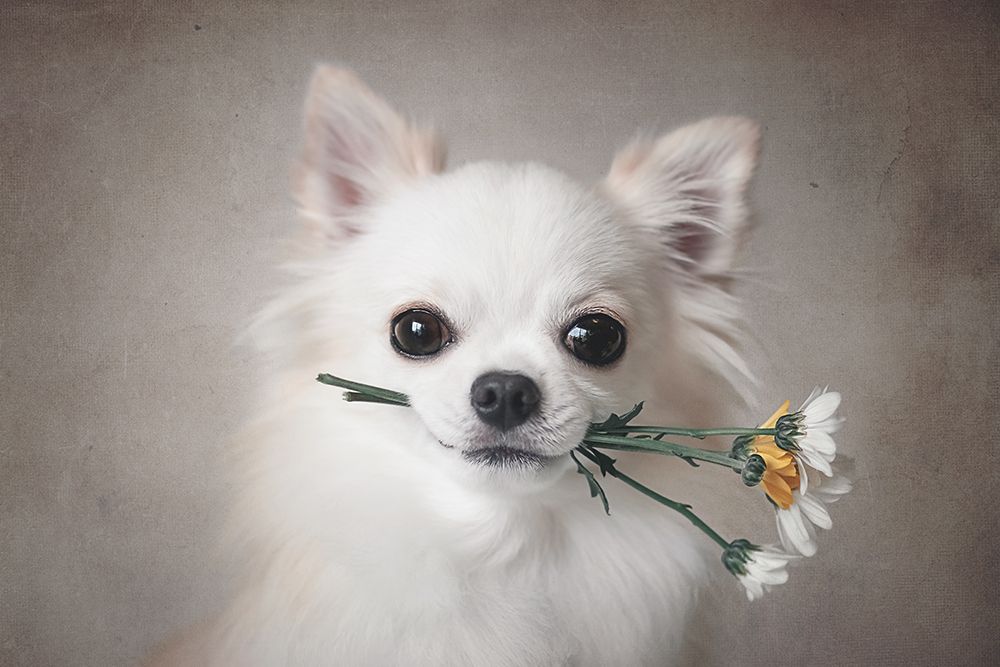 Chihuahua With Flowers art print by Lienjp for $57.95 CAD