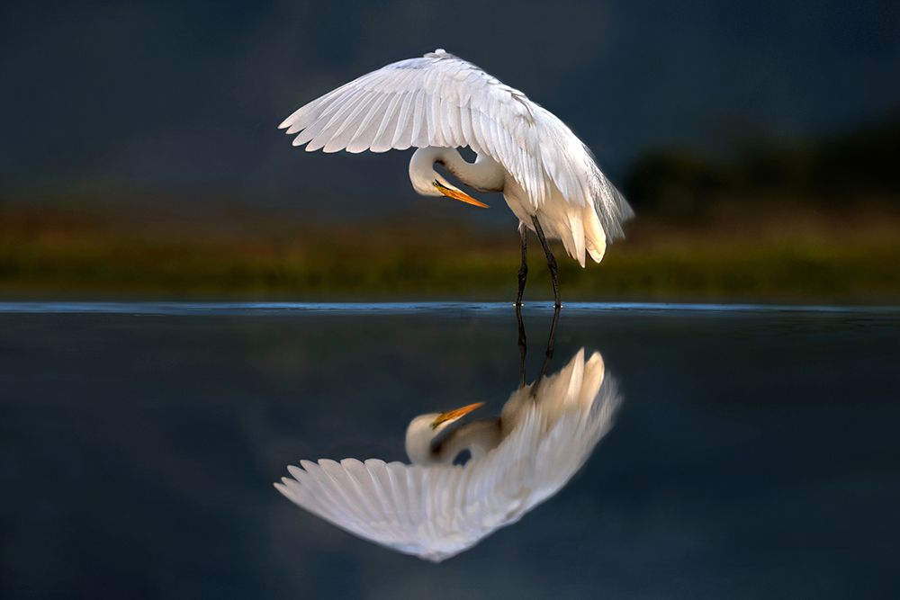 Egret at dusk art print by Xavier Ortega for $57.95 CAD