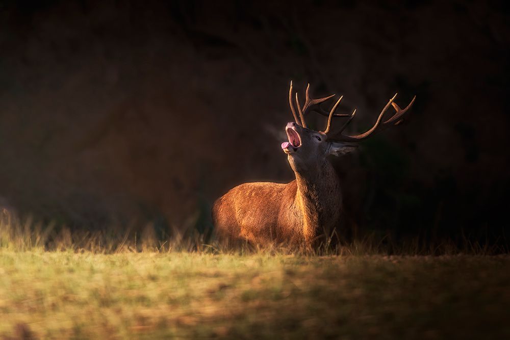 The Deers Zeal art print by Sergio Saavedra Ruiz for $57.95 CAD
