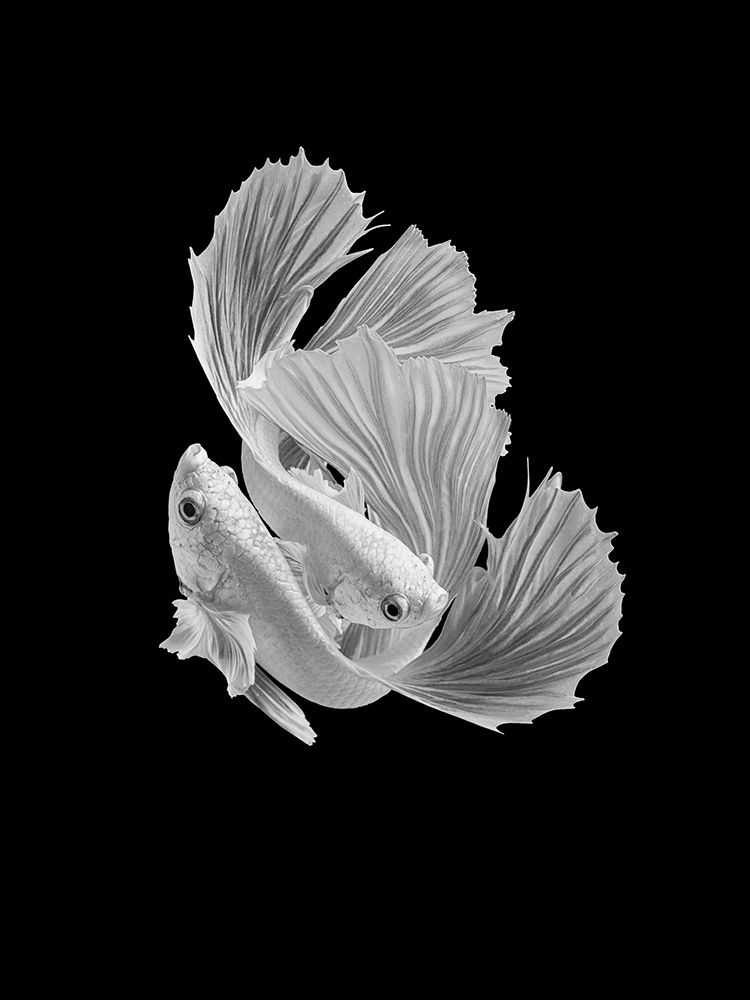 White Love art print by Andi Halil for $57.95 CAD