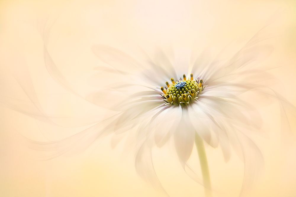 Melody art print by Jacky Parker for $57.95 CAD