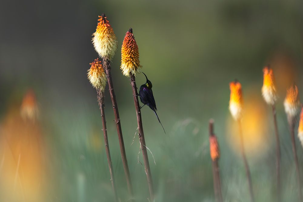 Tacazze Sunbird art print by Roberto Marchegiani for $57.95 CAD
