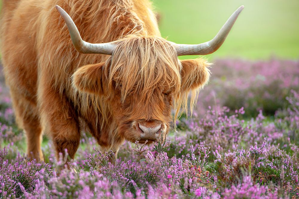 Highland In Heather art print by Jacky Parker for $57.95 CAD