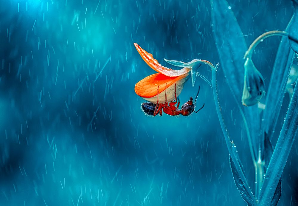 Rain art print by Mustafa Ozturk for $57.95 CAD
