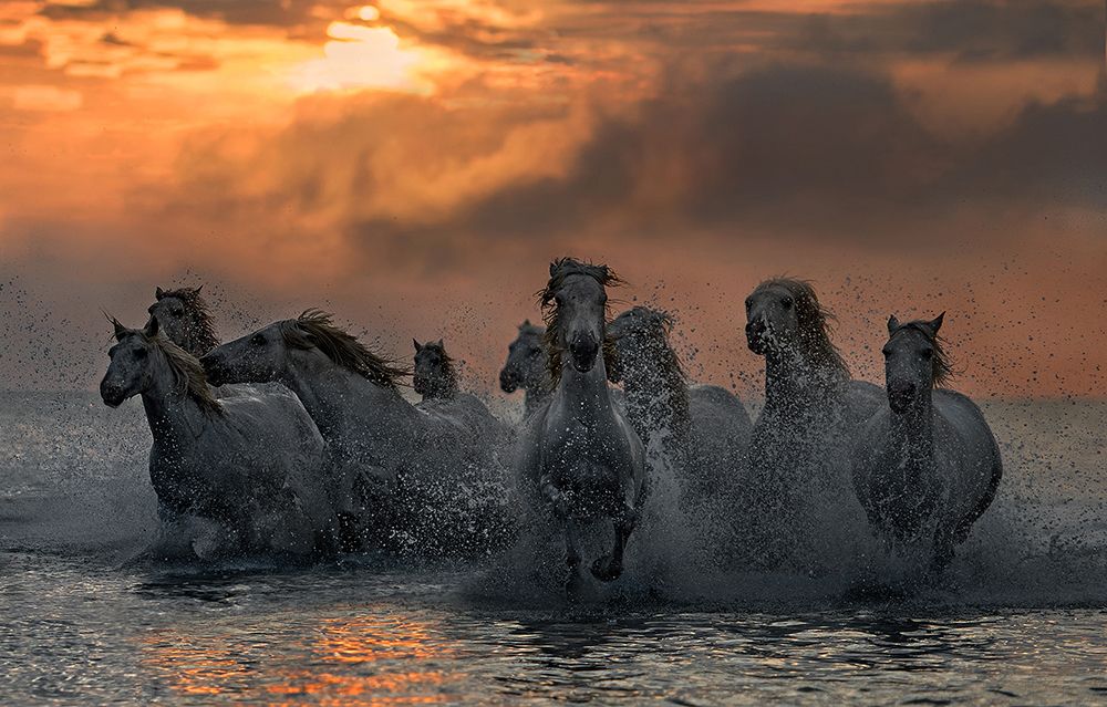 Horses running through the marsh art print by Xavier Ortega for $57.95 CAD