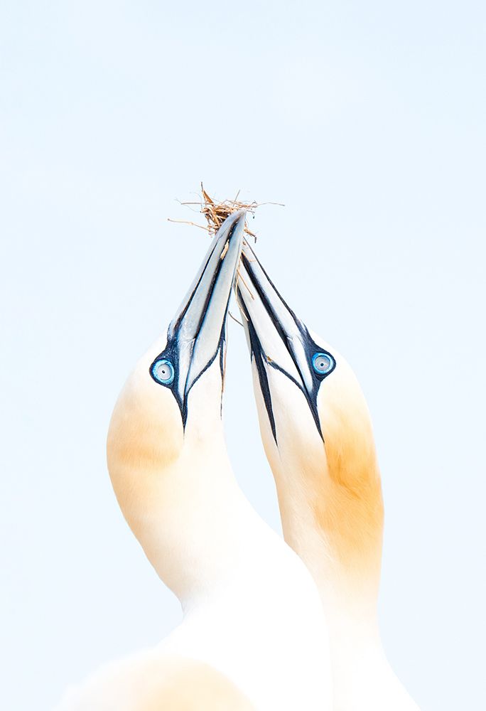 Gannets in love art print by Inigo Jimenez for $57.95 CAD