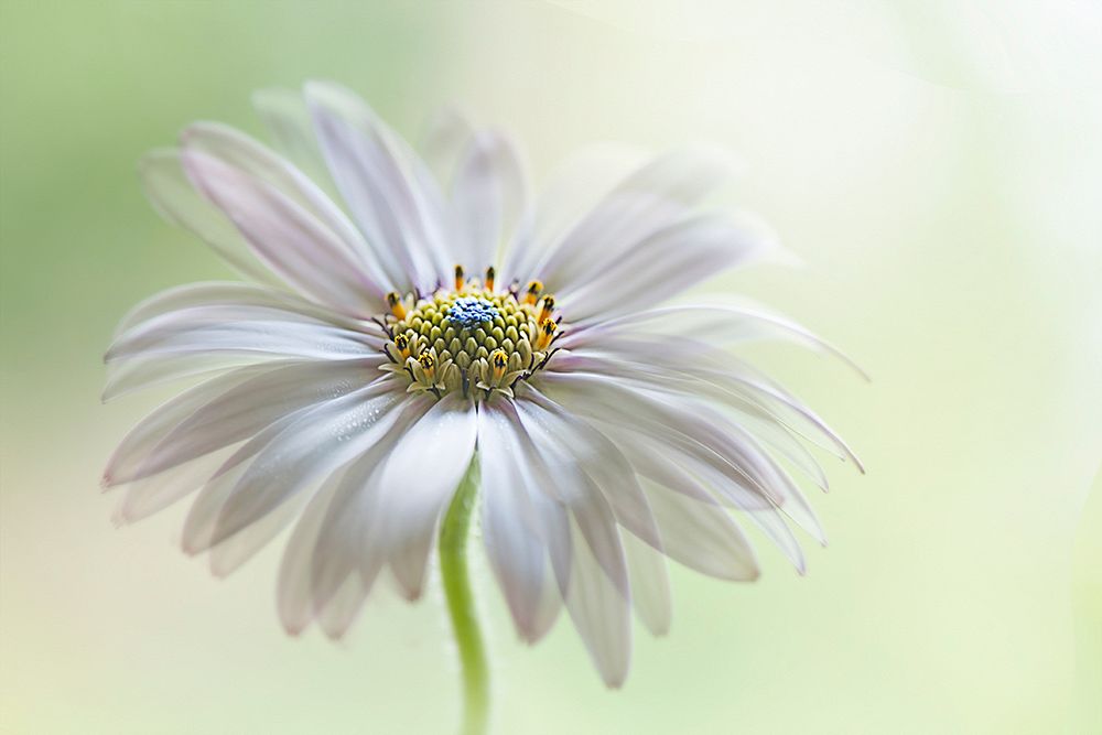 Fresh art print by Jacky Parker for $57.95 CAD