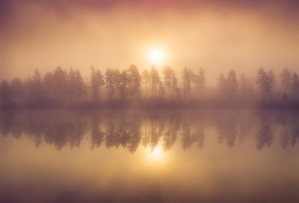 Tree Line art print by Andreas Christensen for $57.95 CAD