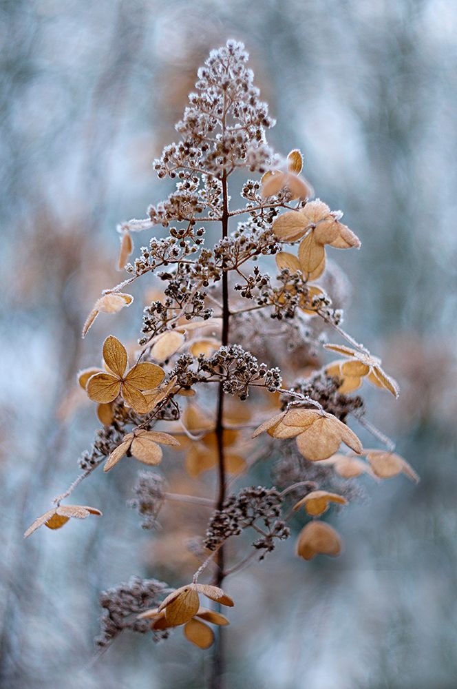 Winter Lace art print by Jacky Parker for $57.95 CAD