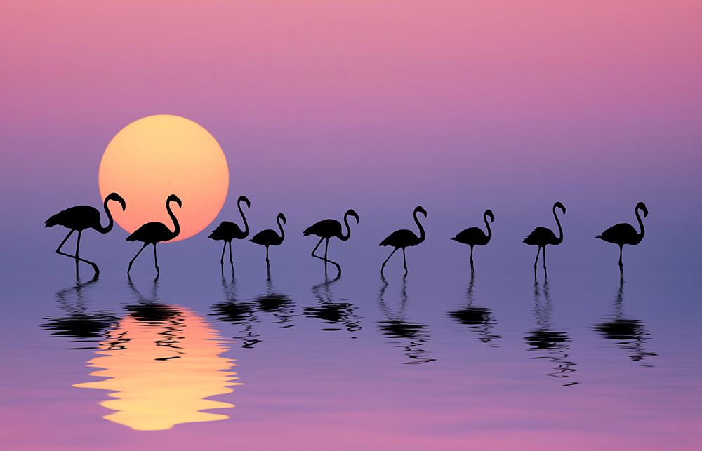 Family Flamingos art print by Bess Hamiti for $57.95 CAD