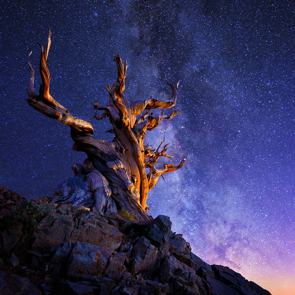 The Ancient Tree art print by Surjanto Suradji for $57.95 CAD