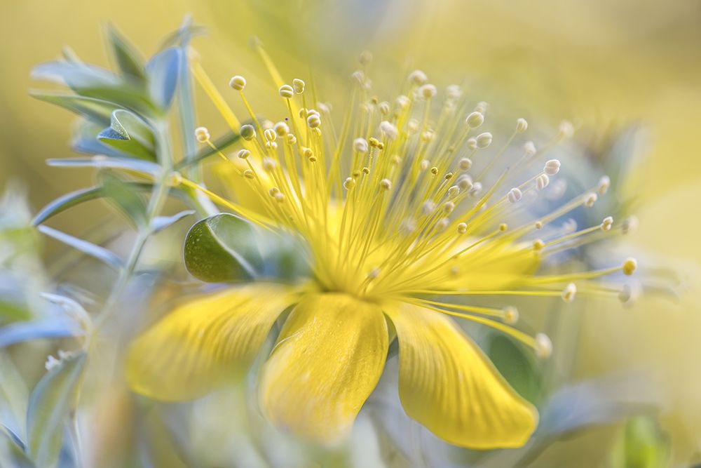 Hypericum art print by Mandy Disher for $57.95 CAD