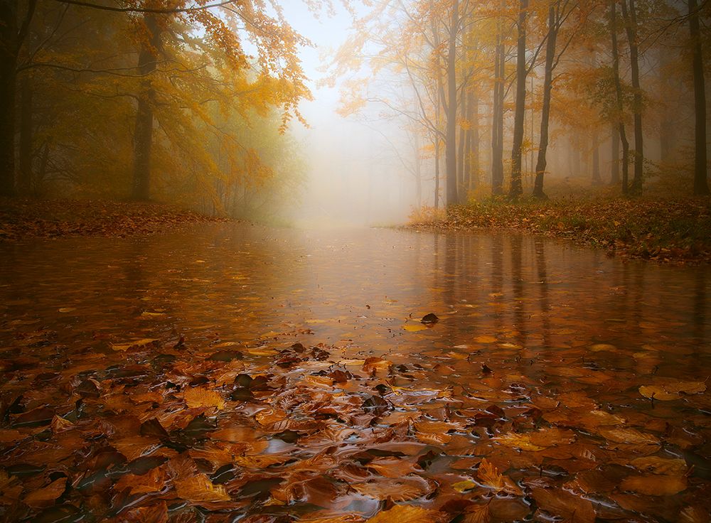 AUTUMN FLOODING art print by Paolo Lazzarotti for $57.95 CAD