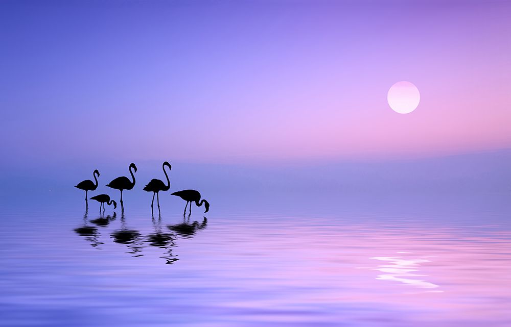 Morning Flamingo art print by Bess Hamiti for $57.95 CAD