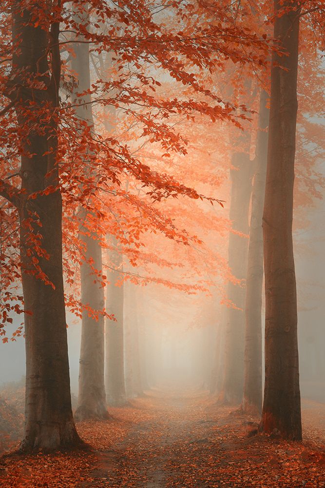 Autumn Dream art print by Saskia Dingemans for $57.95 CAD
