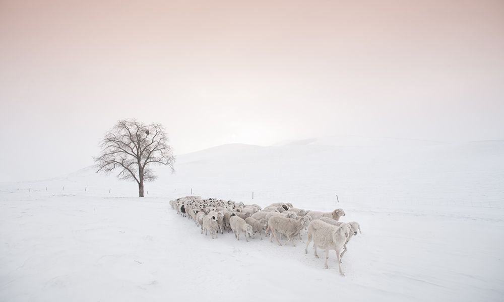 Flock Looking For Food art print by Bingo Z for $57.95 CAD