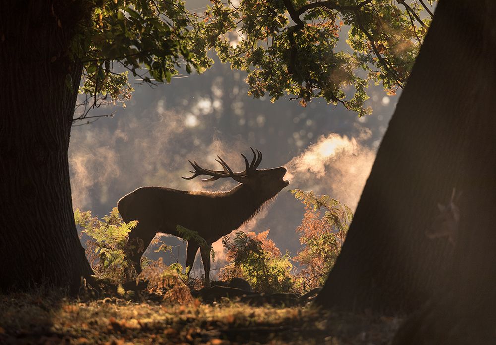 He Waits In The Shadows art print by Alex Saberi for $57.95 CAD