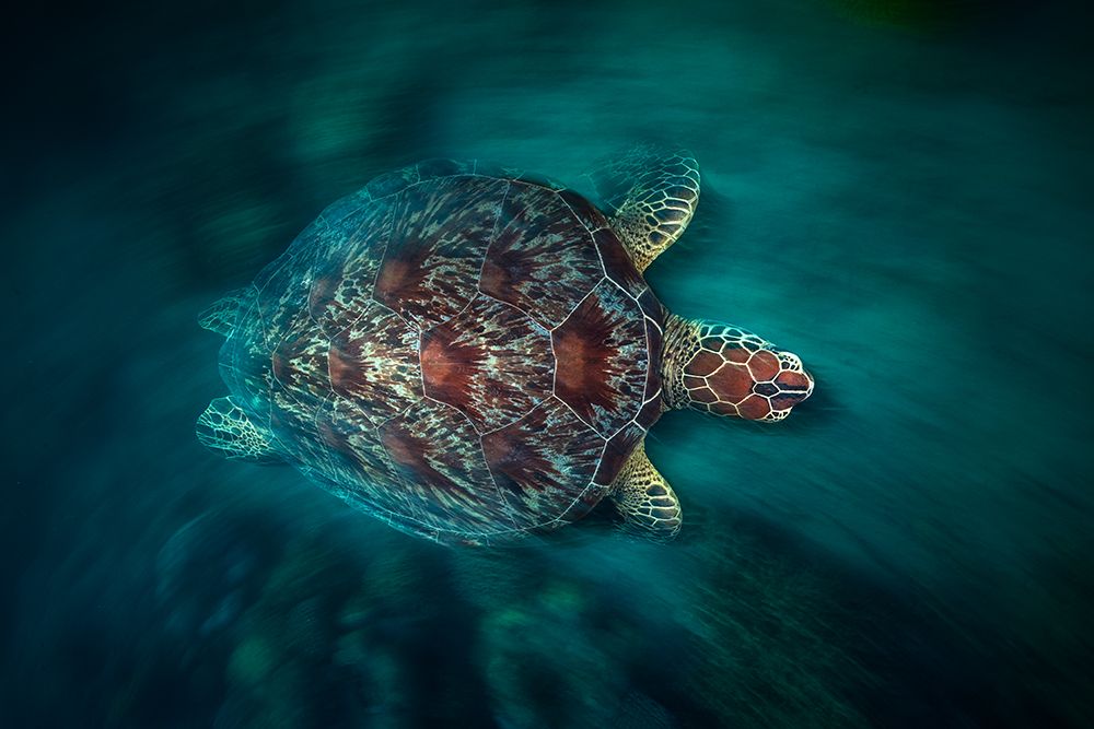 Vaclocity Turtle art print by Barathieu Gabriel for $57.95 CAD