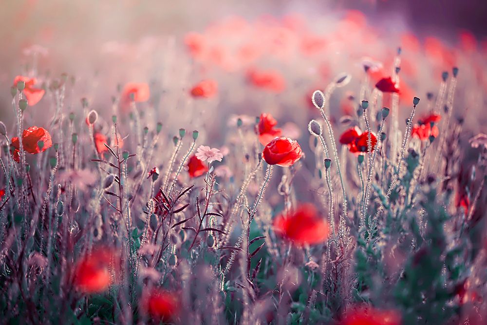Poppy Meadow art print by Jacky Parker for $57.95 CAD