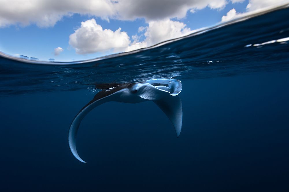 Little Manta Ray art print by Barathieu Gabriel for $57.95 CAD