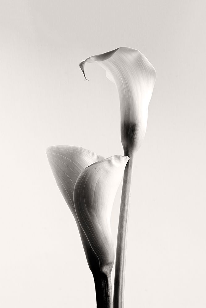 Calla art print by Calin Hanchevici for $57.95 CAD