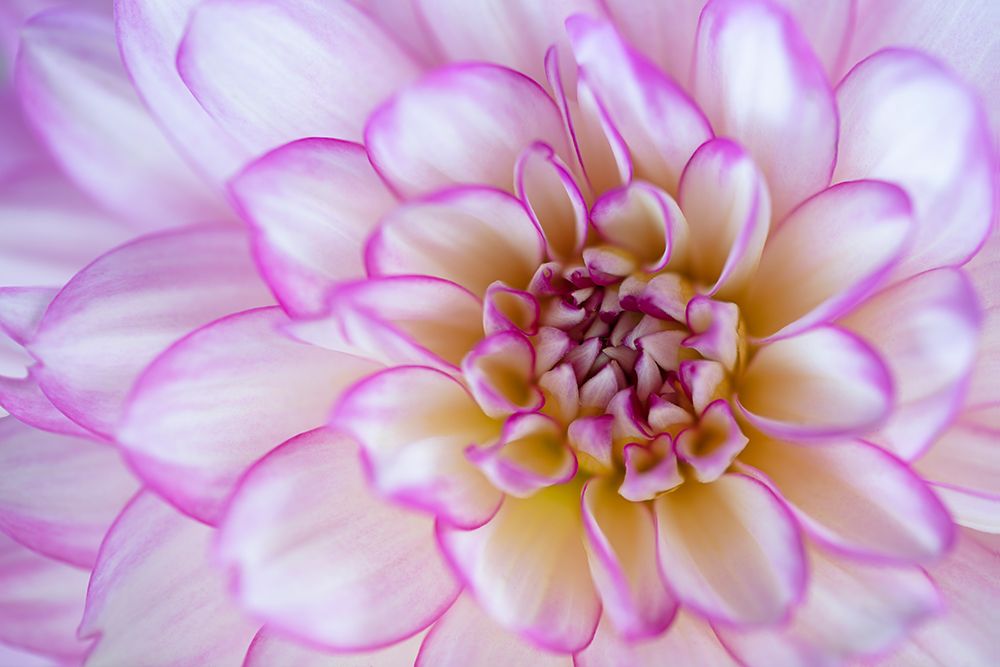 Pink Petals art print by Louise Wolbers for $57.95 CAD