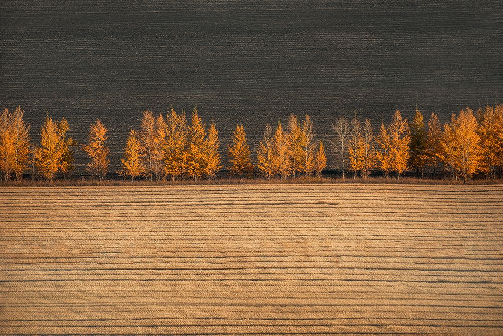 Autumn Colors art print by Tianqi for $57.95 CAD