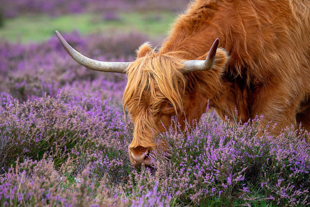 Highland Graze art print by Jacky Parker for $57.95 CAD