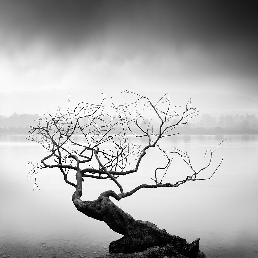 Root To Branches art print by George Digalakis for $57.95 CAD