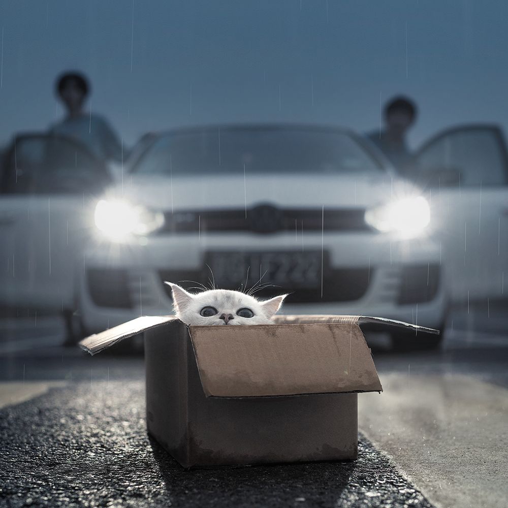 Cat art print by Terry F for $57.95 CAD