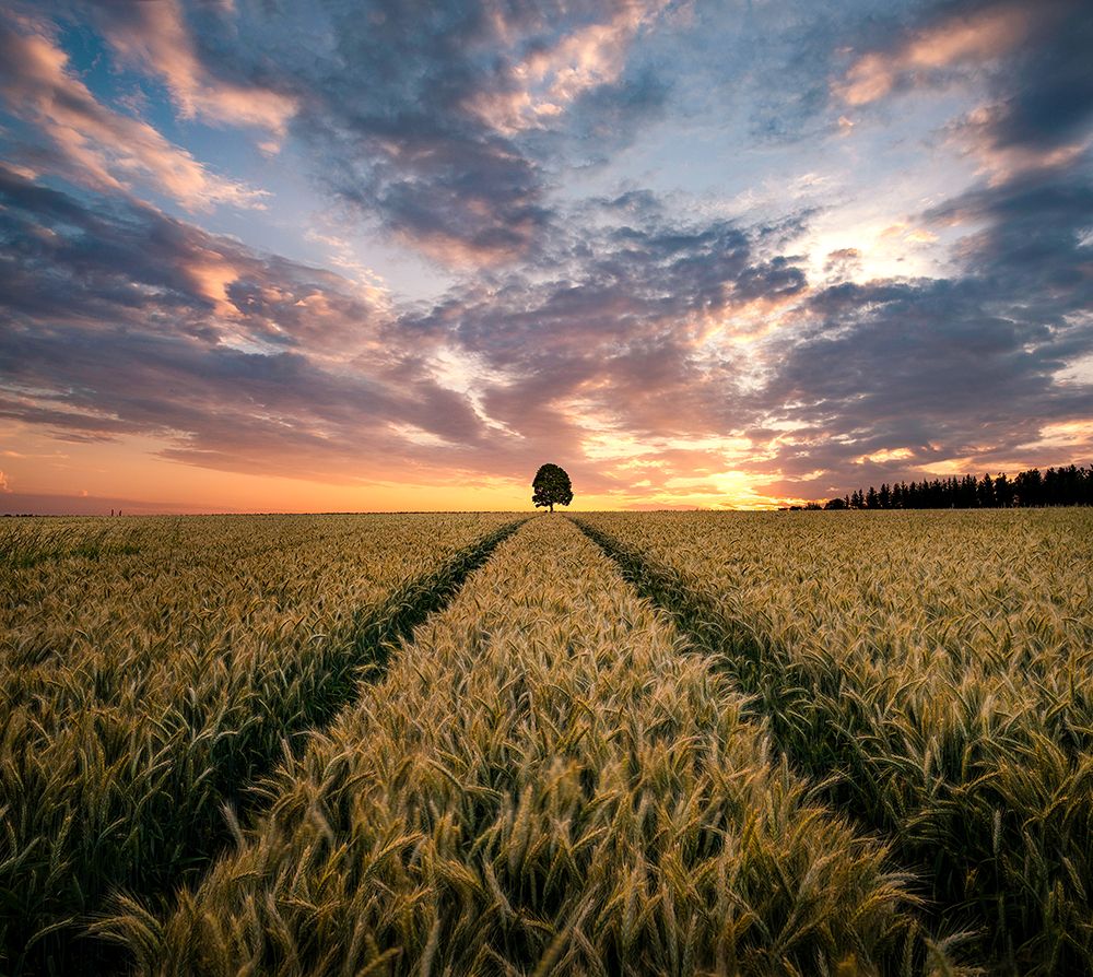 Field Of Dreams art print by Christian Lindsten for $57.95 CAD