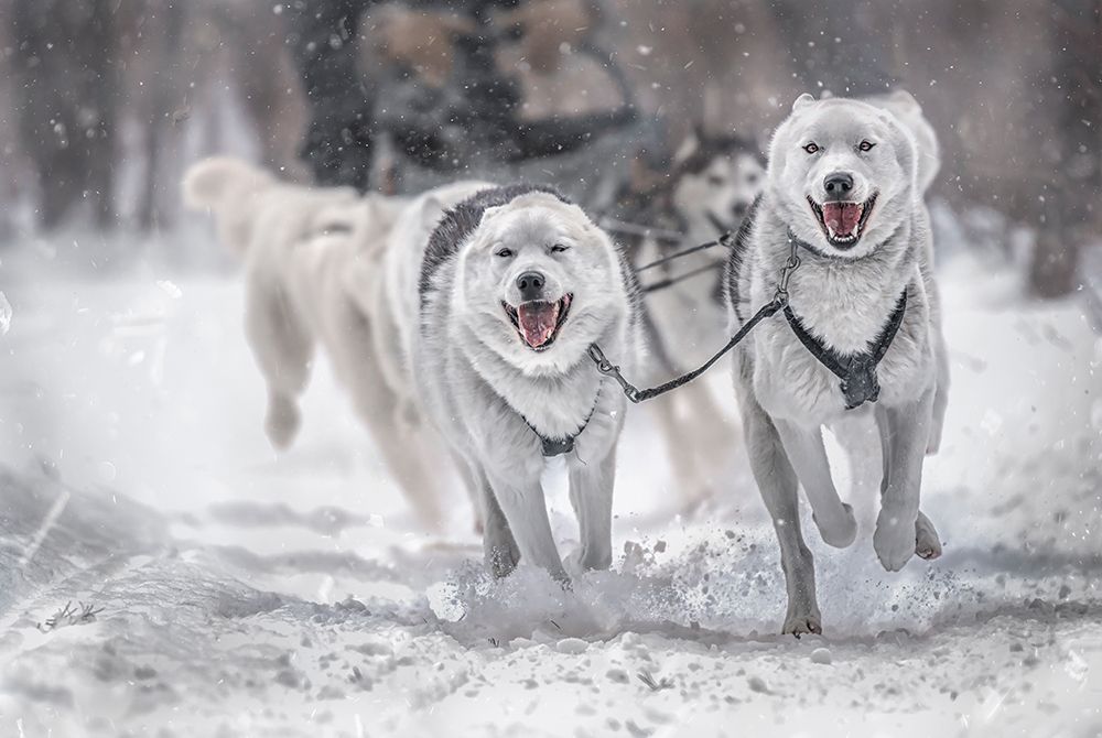 Winter sport art print by Larry Deng for $57.95 CAD