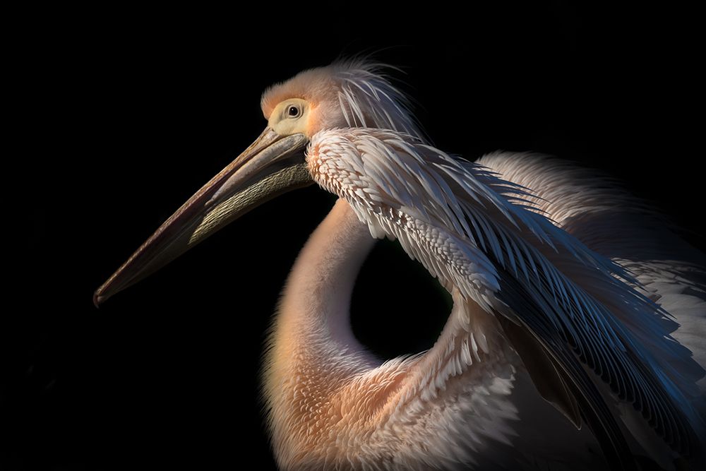 The Pelican Philosopher... art print by Natalia Rublina for $57.95 CAD