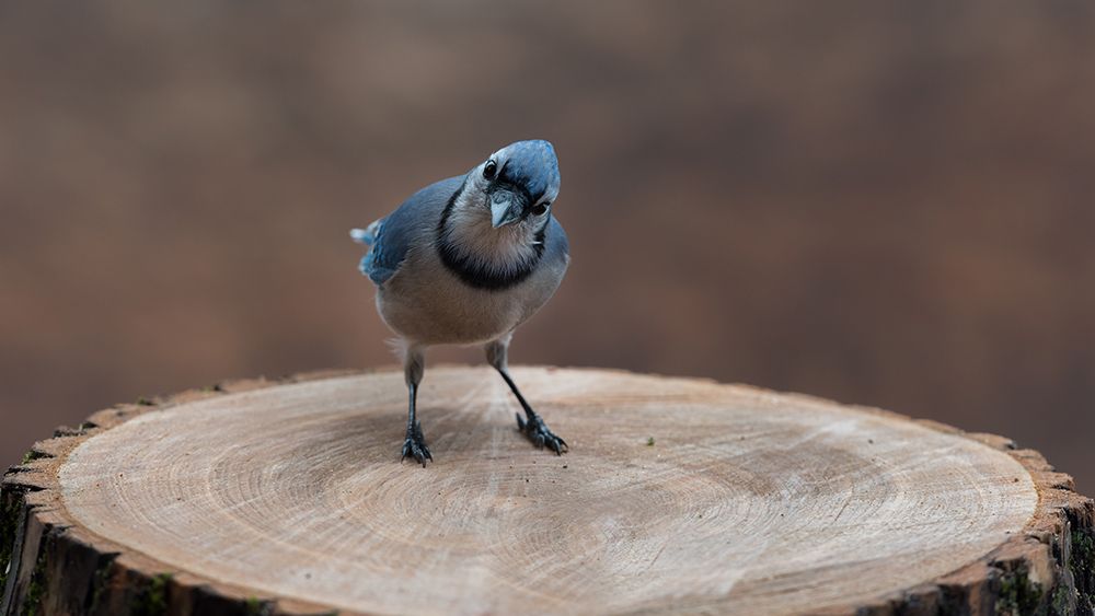 Blue jay : My regards art print by Patrick Dessureault for $57.95 CAD
