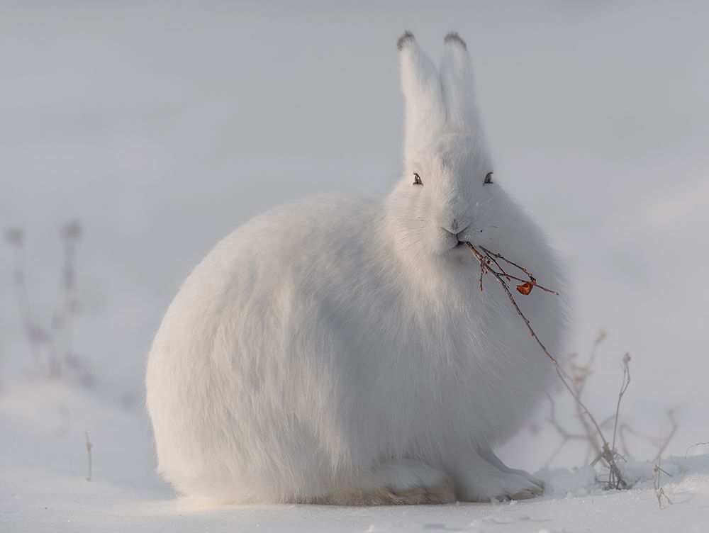 Wild Arctic Hare art print by Roberto Marchegiani for $57.95 CAD