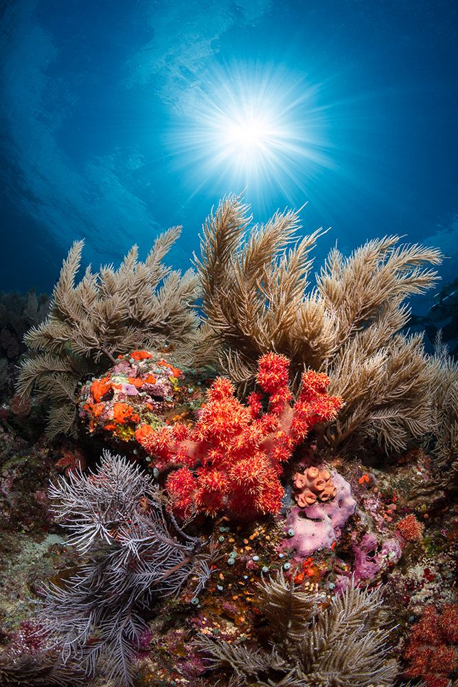 Underwater life art print by Barathieu Gabriel for $57.95 CAD