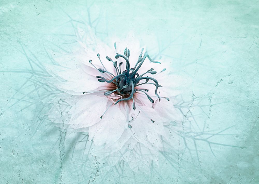 Misty Blue art print by Jacky Parker for $57.95 CAD