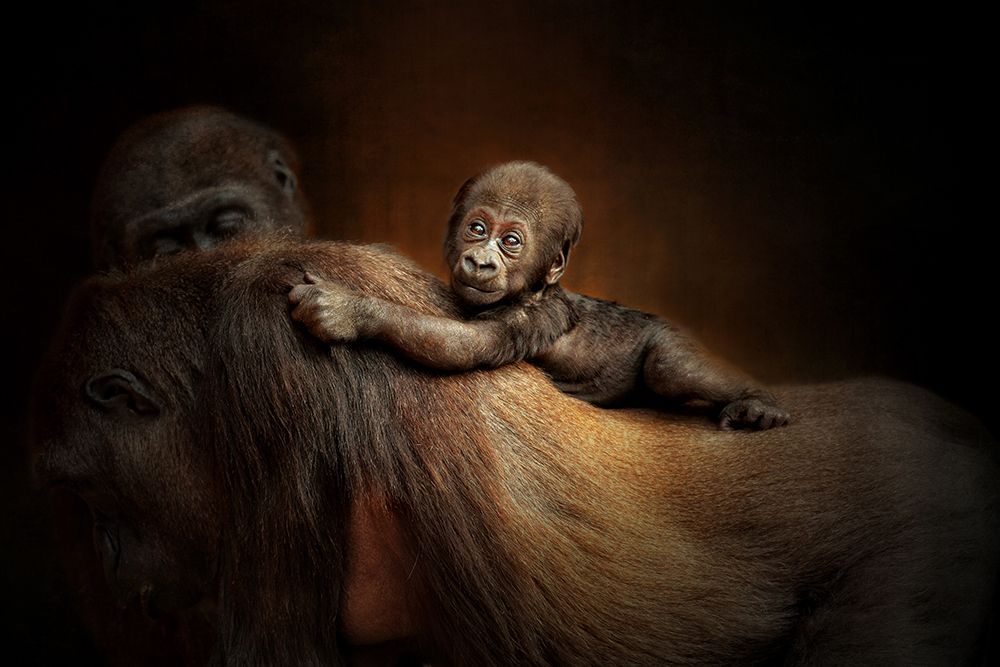 New Life art print by Antje Wenner-Braun for $57.95 CAD