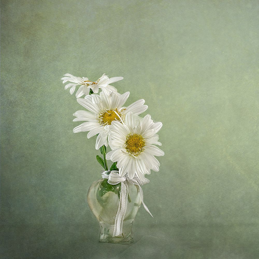 3 White Daisies art print by Gaille Gray for $57.95 CAD