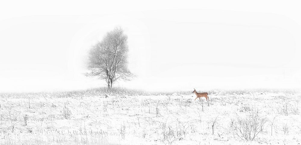 Christmas Coming art print by Yu Cheng for $57.95 CAD