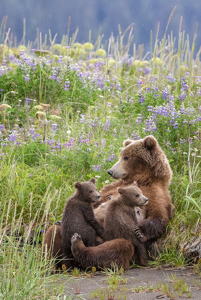 In A Mothers Arms art print by Renee Doyle for $57.95 CAD